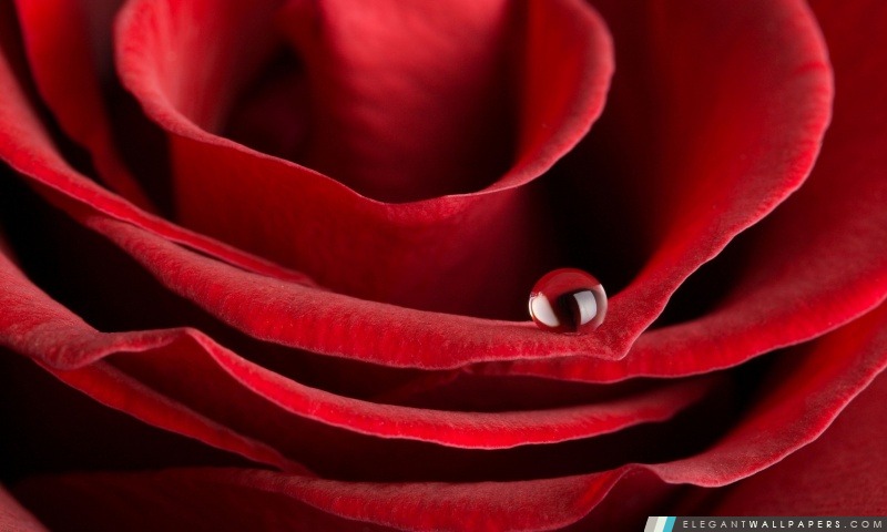 Rose rouge Macro, Arrière-plans HD à télécharger