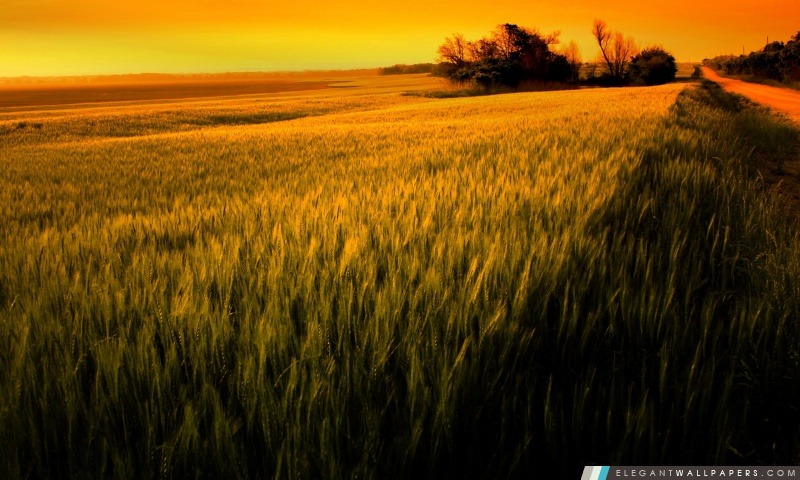 Coucher de soleil sur champ de blé, Arrière-plans HD à télécharger