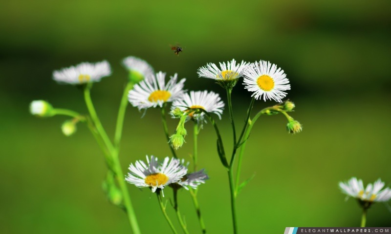 Blanc florwers et une abeille noire, Arrière-plans HD à télécharger