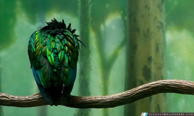 Oiseau vert, Arrière-plans HD à télécharger