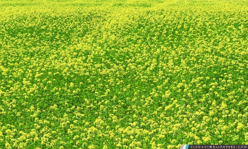 Moutarde Flower Field 3, Arrière-plans HD à télécharger