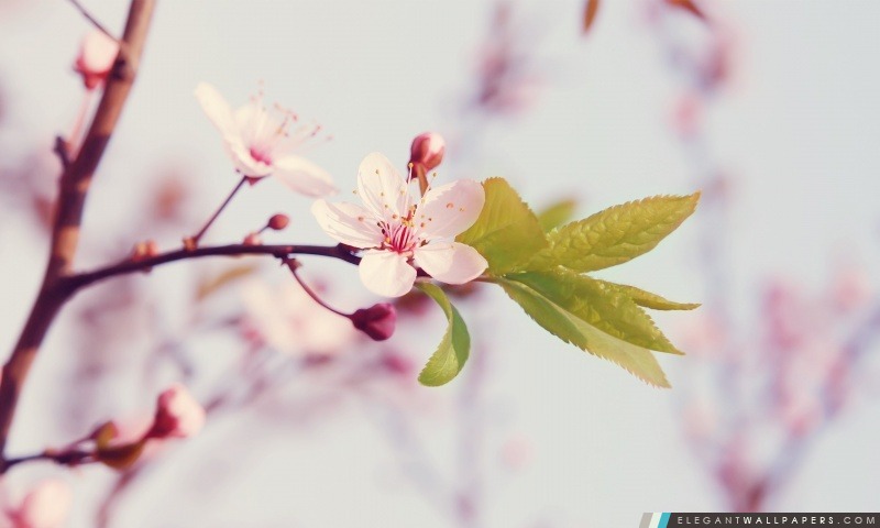 Spring Blossom, Arrière-plans HD à télécharger