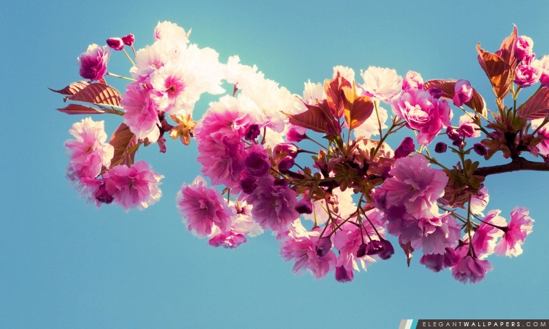 Les Fleurs de printemps, Arrière-plans HD à télécharger