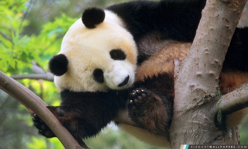 Panda géant dans un arbre, Arrière-plans HD à télécharger