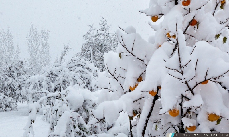 La neige a couvert Peach Tree, Arrière-plans HD à télécharger