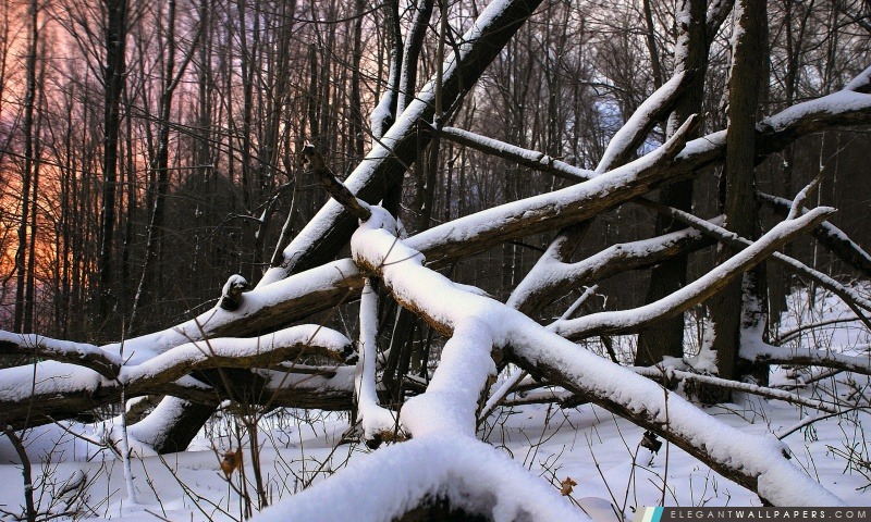 Bois Neige et Nature, Arrière-plans HD à télécharger