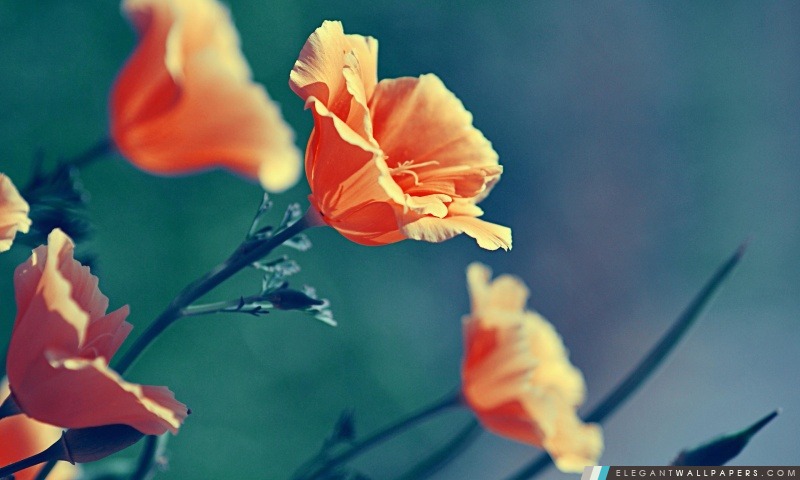 Fleurs orange, Arrière-plans HD à télécharger