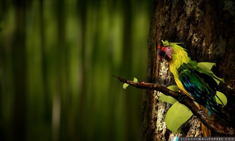 Colorful Parrot, Arrière-plans HD à télécharger