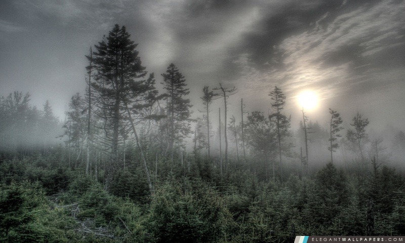 Forêt brumeuse HDR, Arrière-plans HD à télécharger