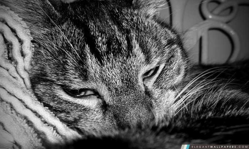 Sleepy Cat, Arrière-plans HD à télécharger