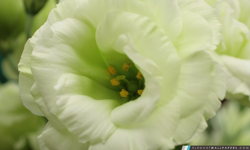 Fleur blanche Macro Photographie, Arrière-plans HD à télécharger
