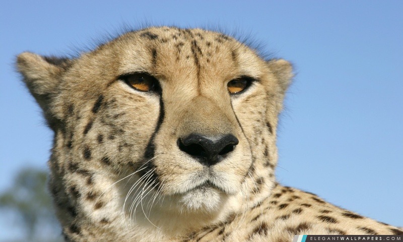 Cheetah 3, Arrière-plans HD à télécharger