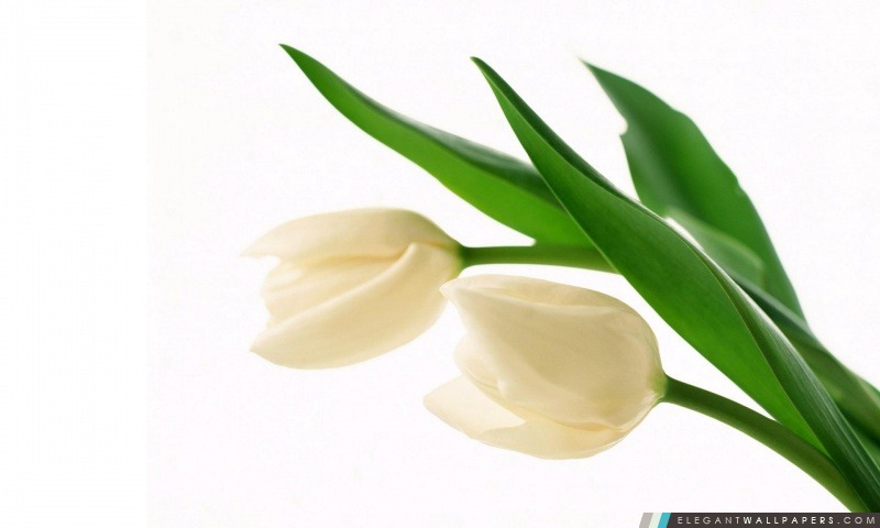 Tulipes blanches, Arrière-plans HD à télécharger