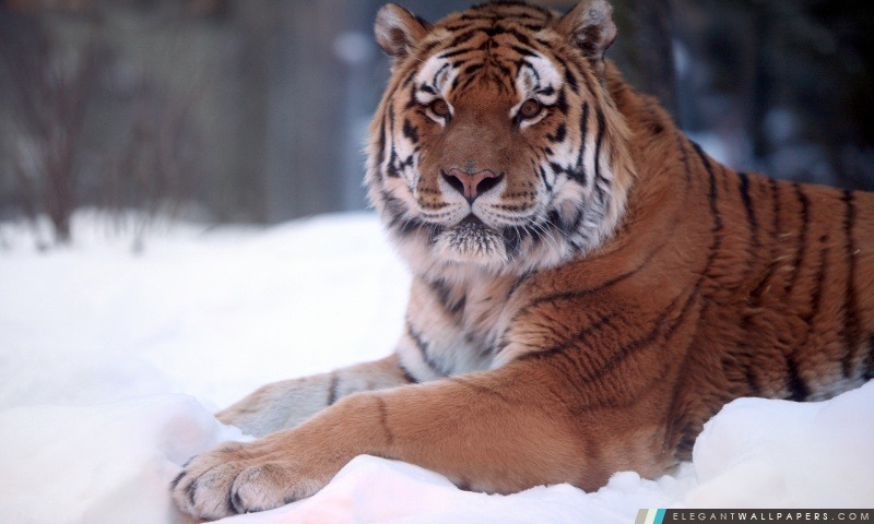 Tigre dans la neige, Arrière-plans HD à télécharger