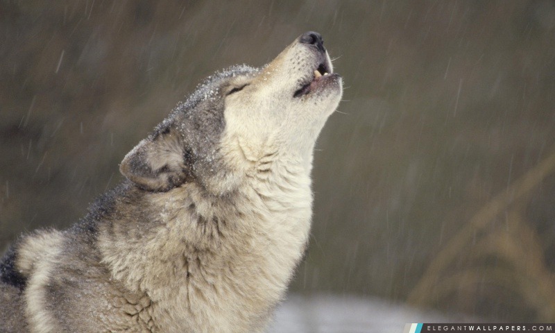 Bois Loup d'hurlement du Nord Amérique du Nord, Arrière-plans HD à télécharger