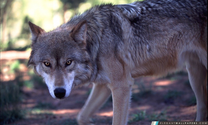 Gray Wolf chasse par Dave Johnson, Arrière-plans HD à télécharger