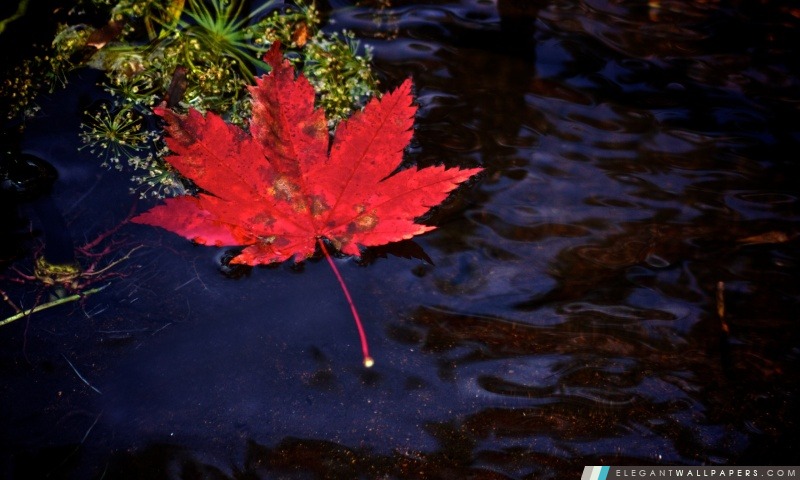 Red Leaf flottant dans l'eau, Arrière-plans HD à télécharger