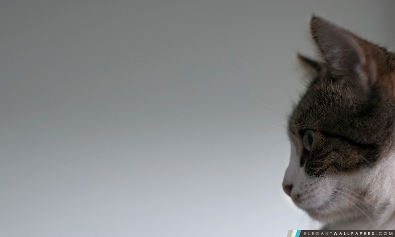 Visage de chat Vue latérale, Arrière-plans HD à télécharger