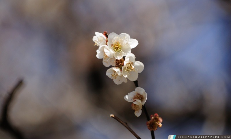 Fleurs de printemps Brindille, Arrière-plans HD à télécharger