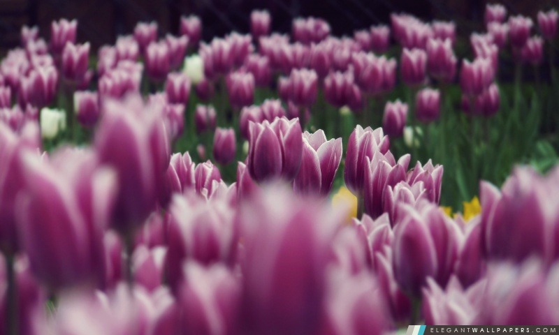 Tulipes pourpres, Arrière-plans HD à télécharger