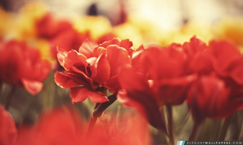 Belles fleurs rouges, Arrière-plans HD à télécharger