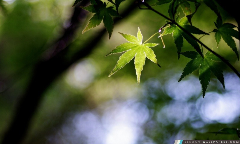 Green Leaves Spiky, Arrière-plans HD à télécharger