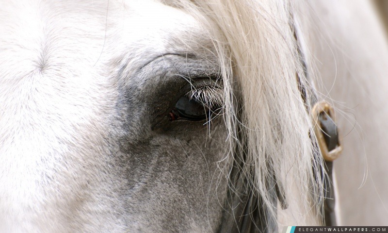 White Horse Eye, Arrière-plans HD à télécharger