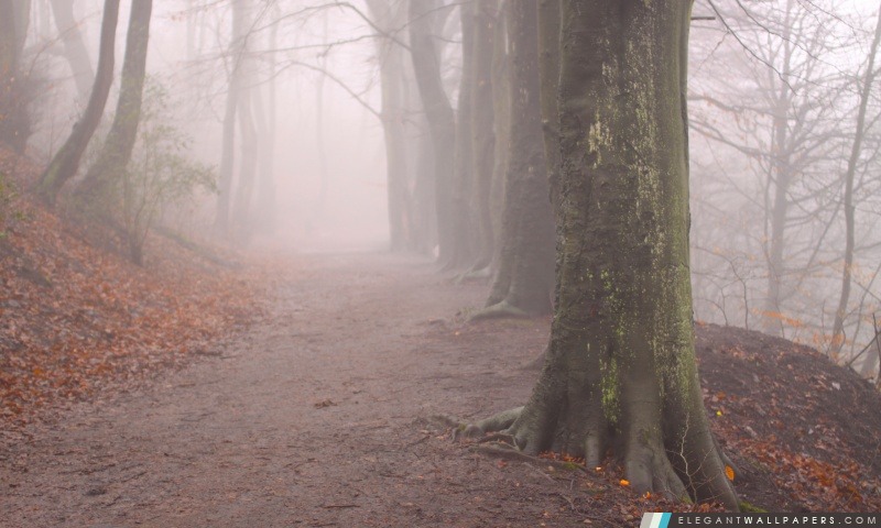 Fog Forest, automne, Arrière-plans HD à télécharger