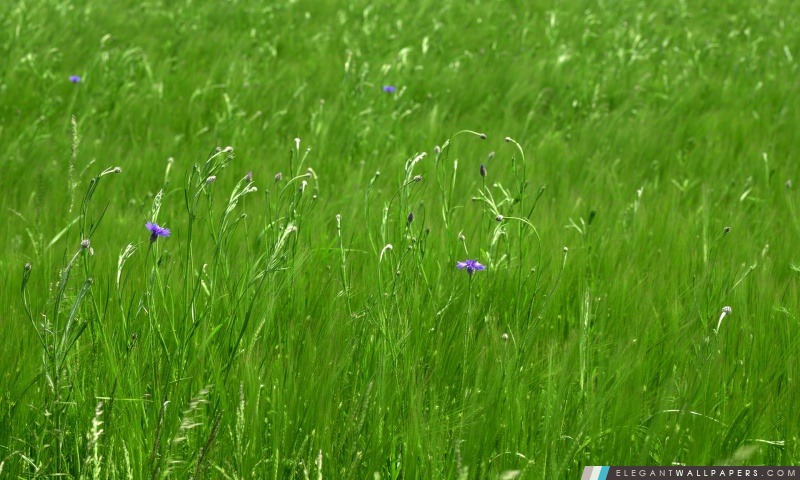 Green Pasture printemps, Arrière-plans HD à télécharger