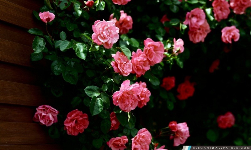 Roses de jardin, Arrière-plans HD à télécharger