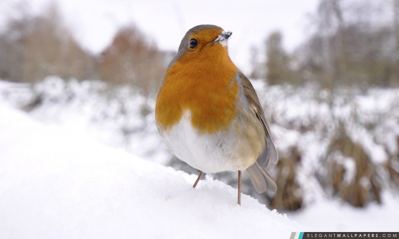 Petit oiseau dans la neige, Arrière-plans HD à télécharger