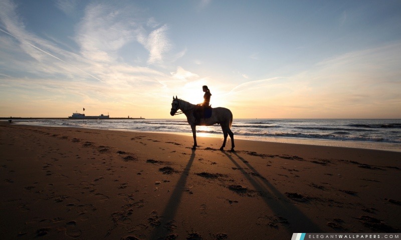 Un tour de cheval sur la plage, Arrière-plans HD à télécharger