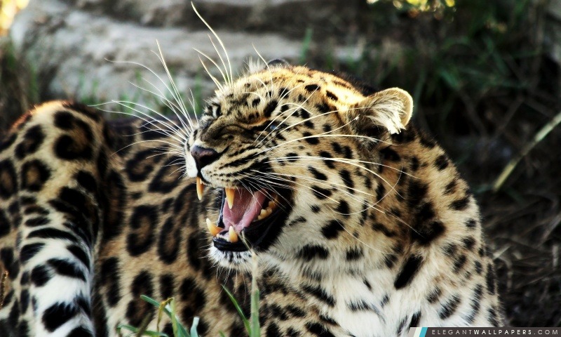 Leopard rugissant, Arrière-plans HD à télécharger