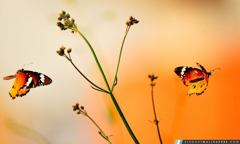 Beaux papillons, Arrière-plans HD à télécharger