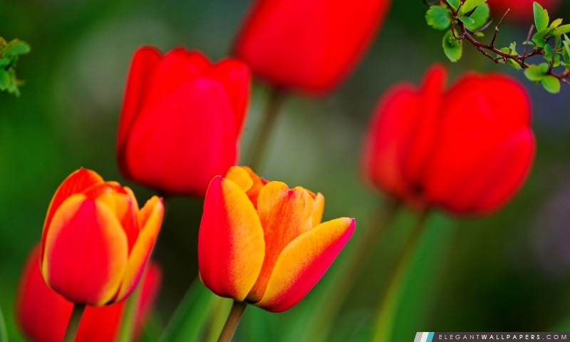 Rouge et orange tulipes, Arrière-plans HD à télécharger