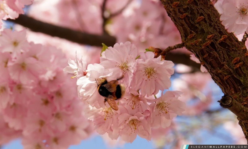 Fleurs de cerisier Fleurs, Printemps, Arrière-plans HD à télécharger