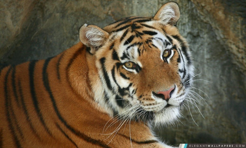 Regal Tigre du Bengale, Arrière-plans HD à télécharger