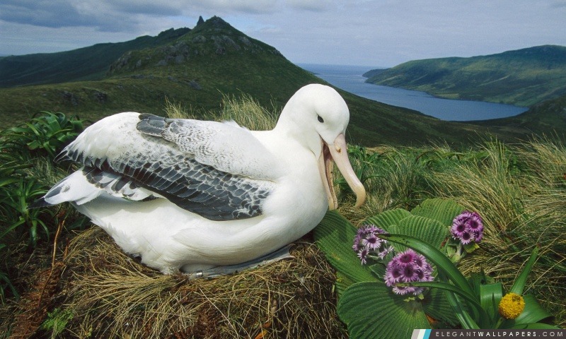 Albatros royal Campbell île Nouvelle-Zélande, Arrière-plans HD à télécharger