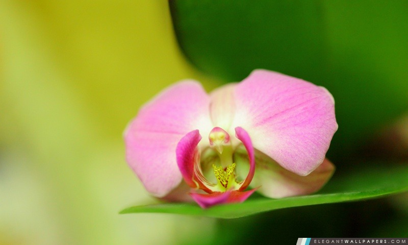 Fleur rose d'orchidée, Arrière-plans HD à télécharger