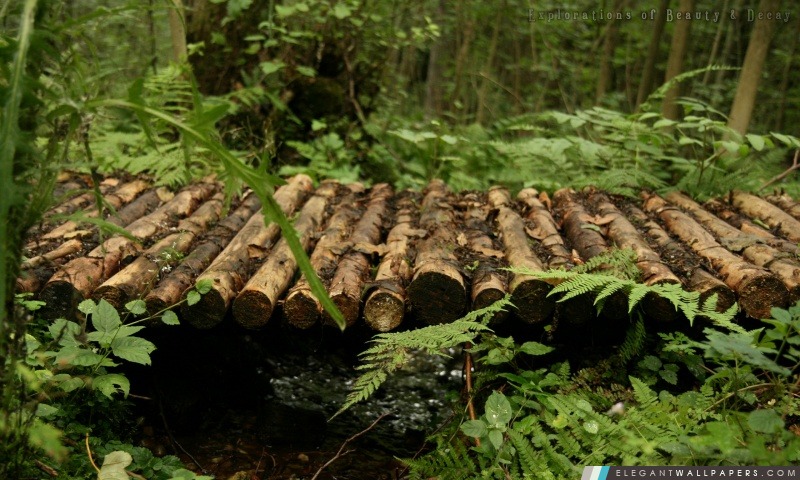 Un pont de bois dans la forêt, Arrière-plans HD à télécharger