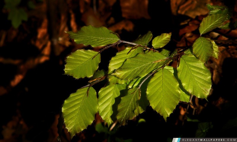Beech Tree Leaves, Arrière-plans HD à télécharger
