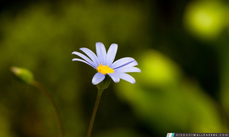 Fleur Avec Pétales bleus, Arrière-plans HD à télécharger