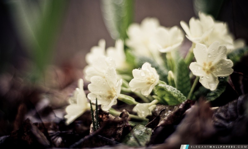 Petites fleurs blanches, Arrière-plans HD à télécharger