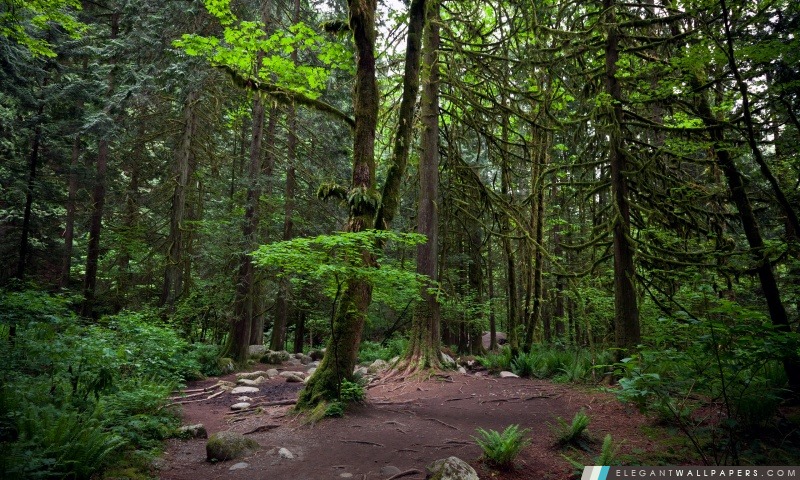 Woods À Vancouver, Arrière-plans HD à télécharger