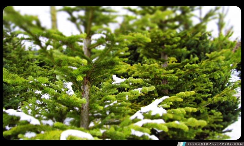 Pine Trees, Arrière-plans HD à télécharger