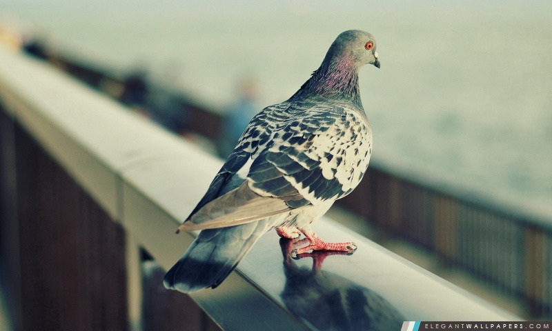 Pigeon solitaire, Arrière-plans HD à télécharger