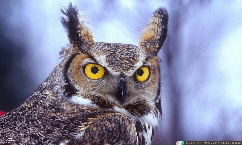 Eagle Owl, Arrière-plans HD à télécharger