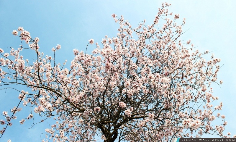 Spring Blossom, Arrière-plans HD à télécharger