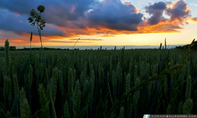 Coucher du soleil dans le champ de blé, Arrière-plans HD à télécharger