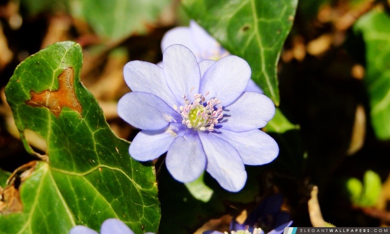 Bleu pâle fleur, Arrière-plans HD à télécharger
